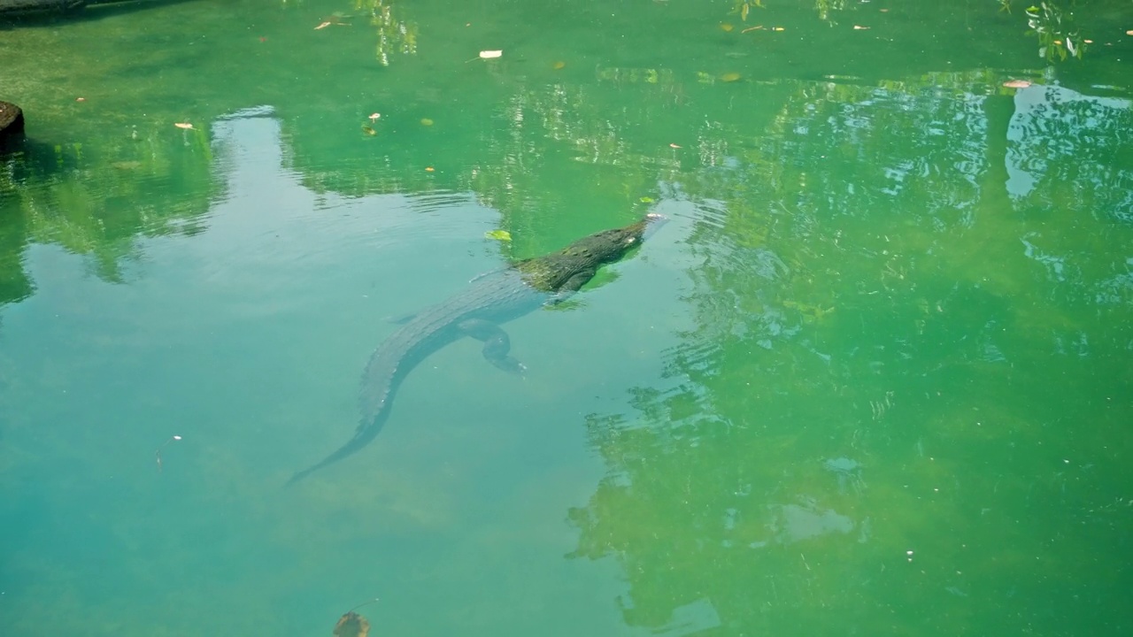 非洲短吻鳄漂浮在水里，潜到河底，然后从上面漂浮视频素材