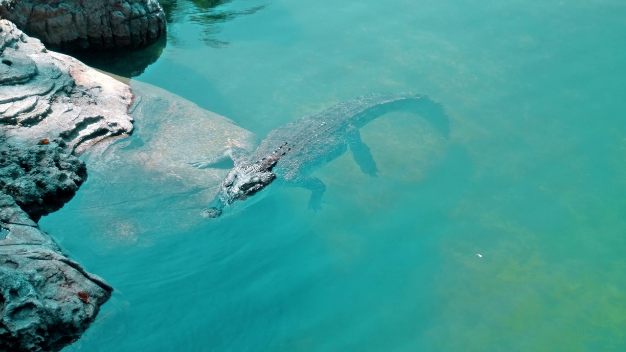 非洲短吻鳄漂浮在水里，潜到河底，然后从上面漂浮视频素材