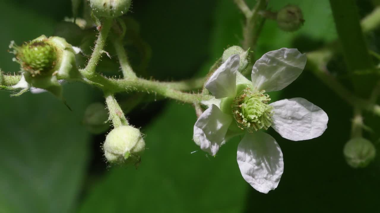 黑缎花，悬钩子，视频素材