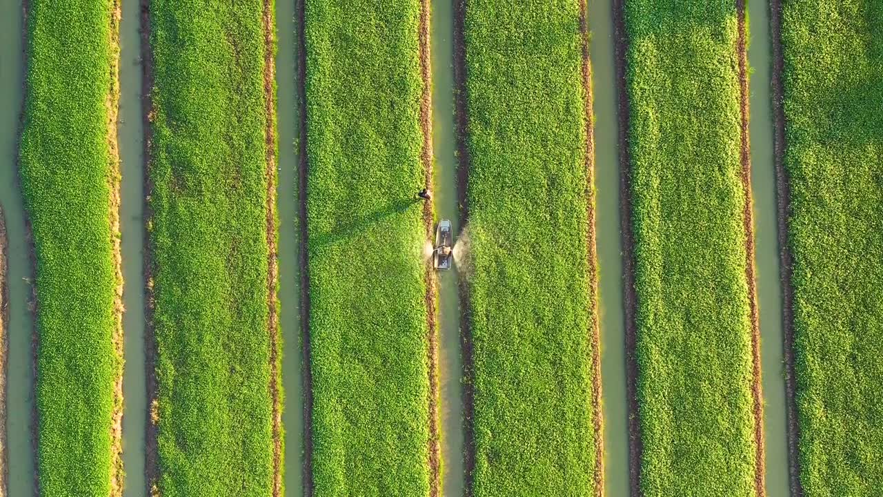 农业的概念。俯视图的农民喷洒肥料在蔬菜上的海船。视频素材画面1