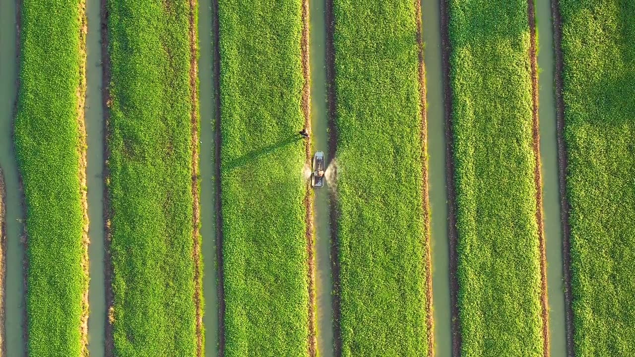 农业的概念。俯视图的农民喷洒肥料在蔬菜上的海船。视频素材画面2