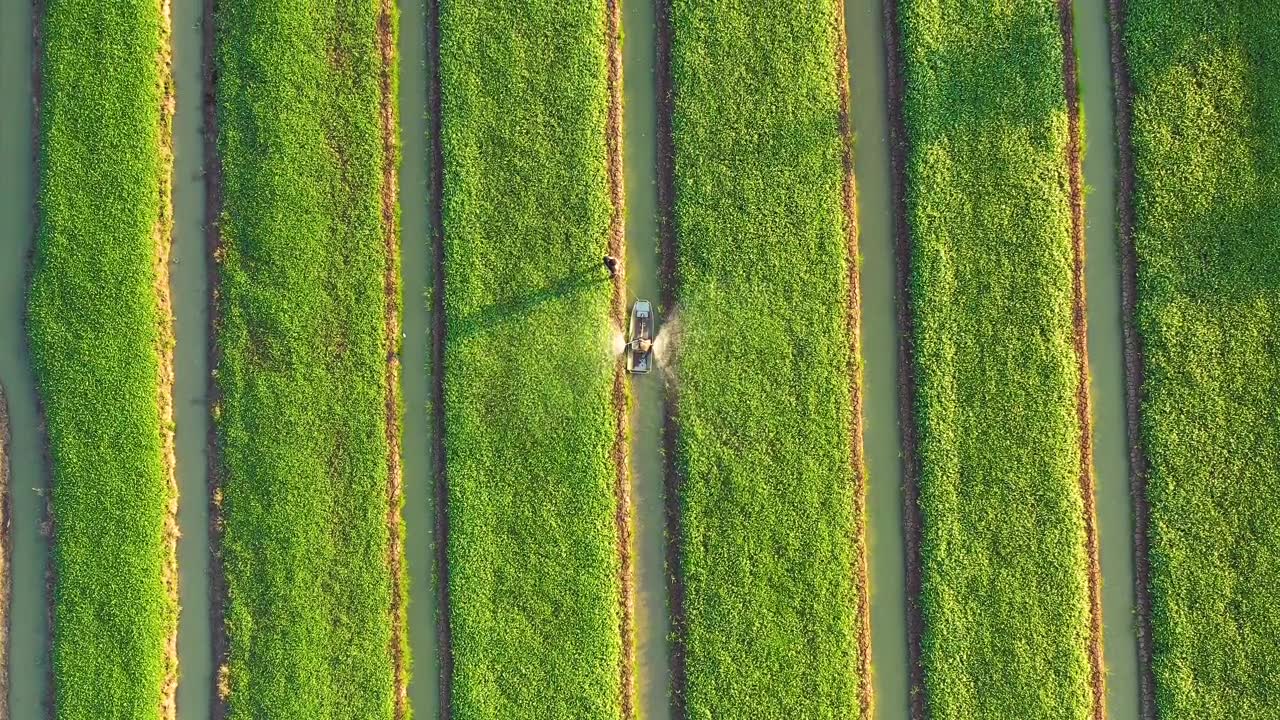 农业的概念。俯视图的农民喷洒肥料在蔬菜上的海船。视频素材画面3