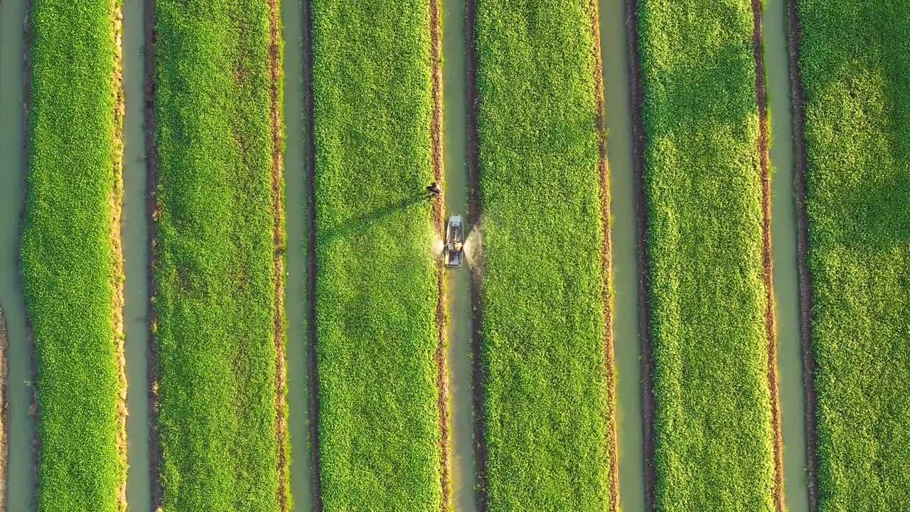 农业的概念。俯视图的农民喷洒肥料在蔬菜上的海船。视频素材画面4