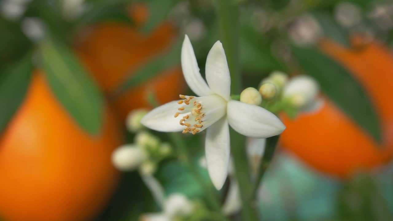 超级特写的白色橙色芳香的花盛开在树枝上视频素材