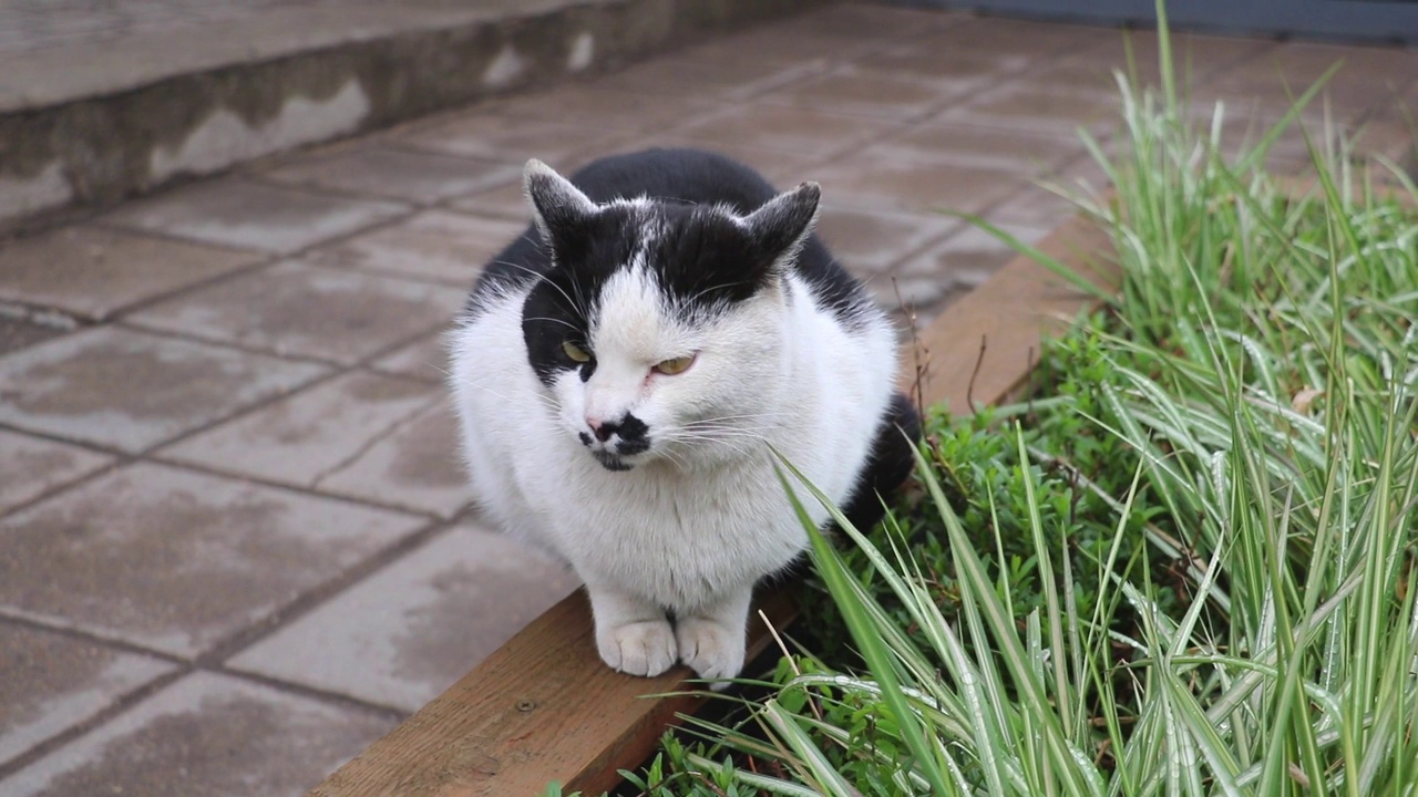 一只流浪猫坐在长凳上，然后伸懒腰。世界各地流浪动物的问题视频素材