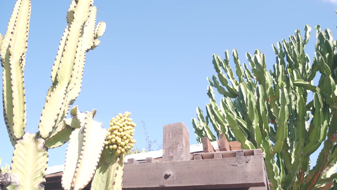 墨西哥乡村花园。多肉植物，加州乡村牧场，高大的仙人掌。视频素材