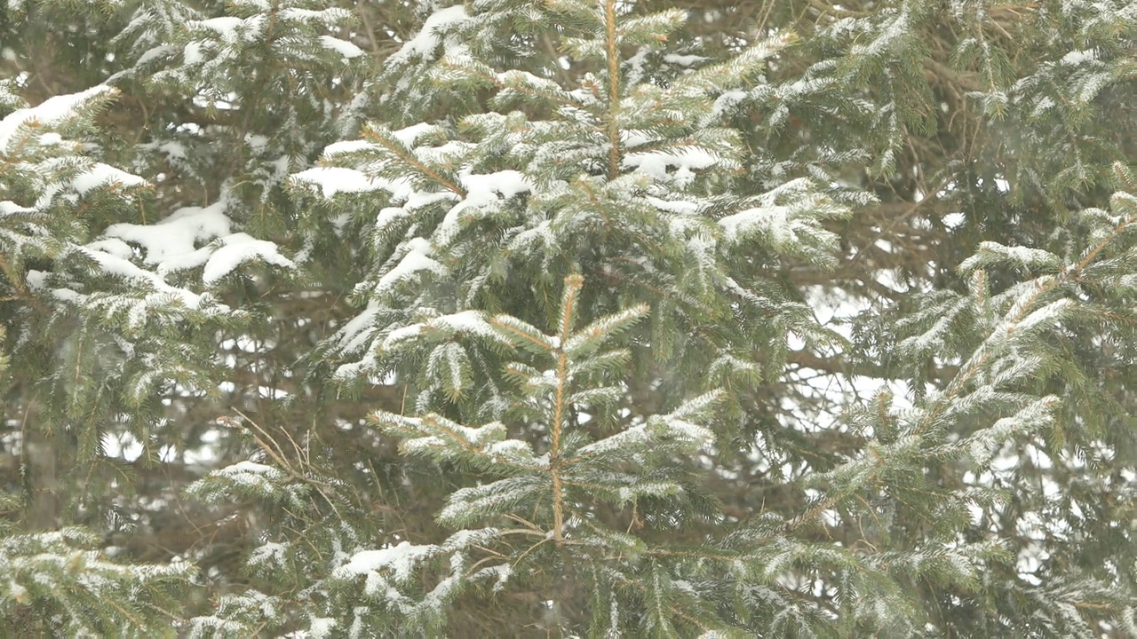 暴风雪视频素材