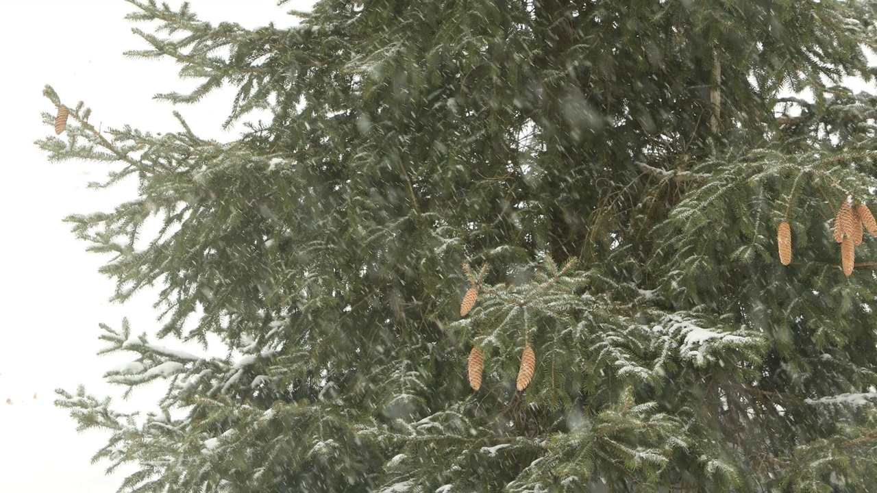 暴风雪视频素材