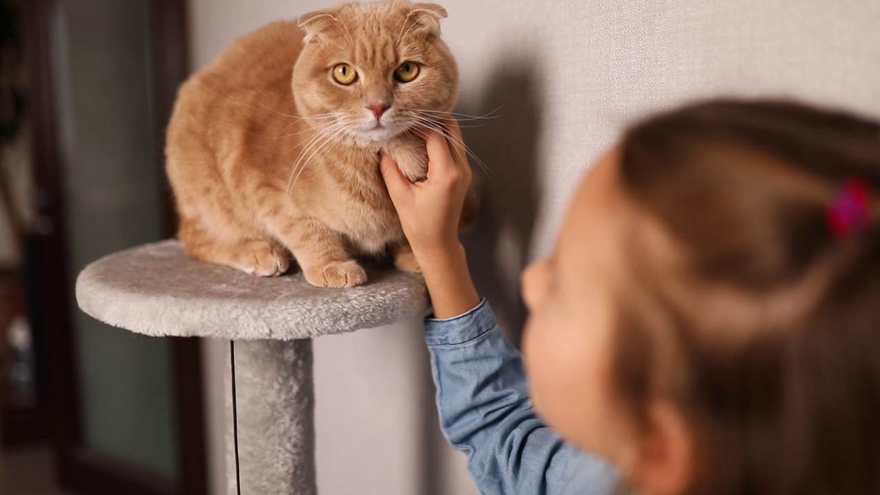 微笑的小女孩抚摸她的姜黄色的猫，而它正坐在客厅里挠痒视频素材