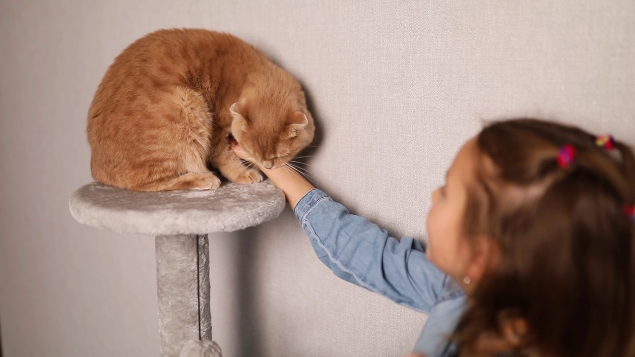 快乐，可爱的小女孩在家里和她的猫玩，猫咬她的手视频素材