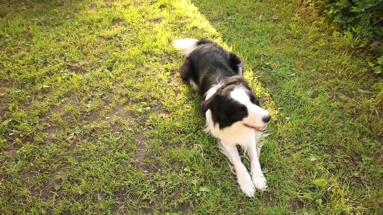 户外肖像可爱的微笑的小狗边境牧羊犬玩躺在草地的背景。在阳光明媚的夏天，小狗在户外。宠物关爱和有趣的动物生活理念视频素材