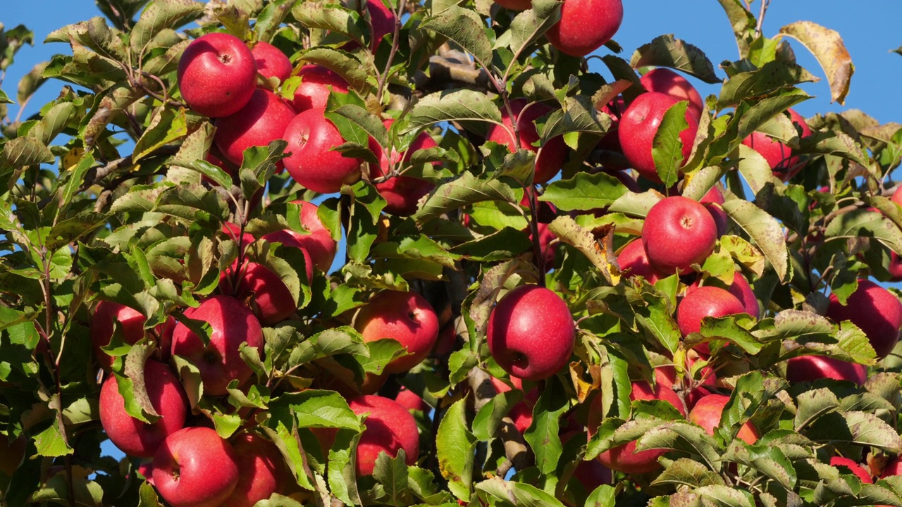克里普斯粉红色。果园苹果树，欧西坦人，法国视频素材