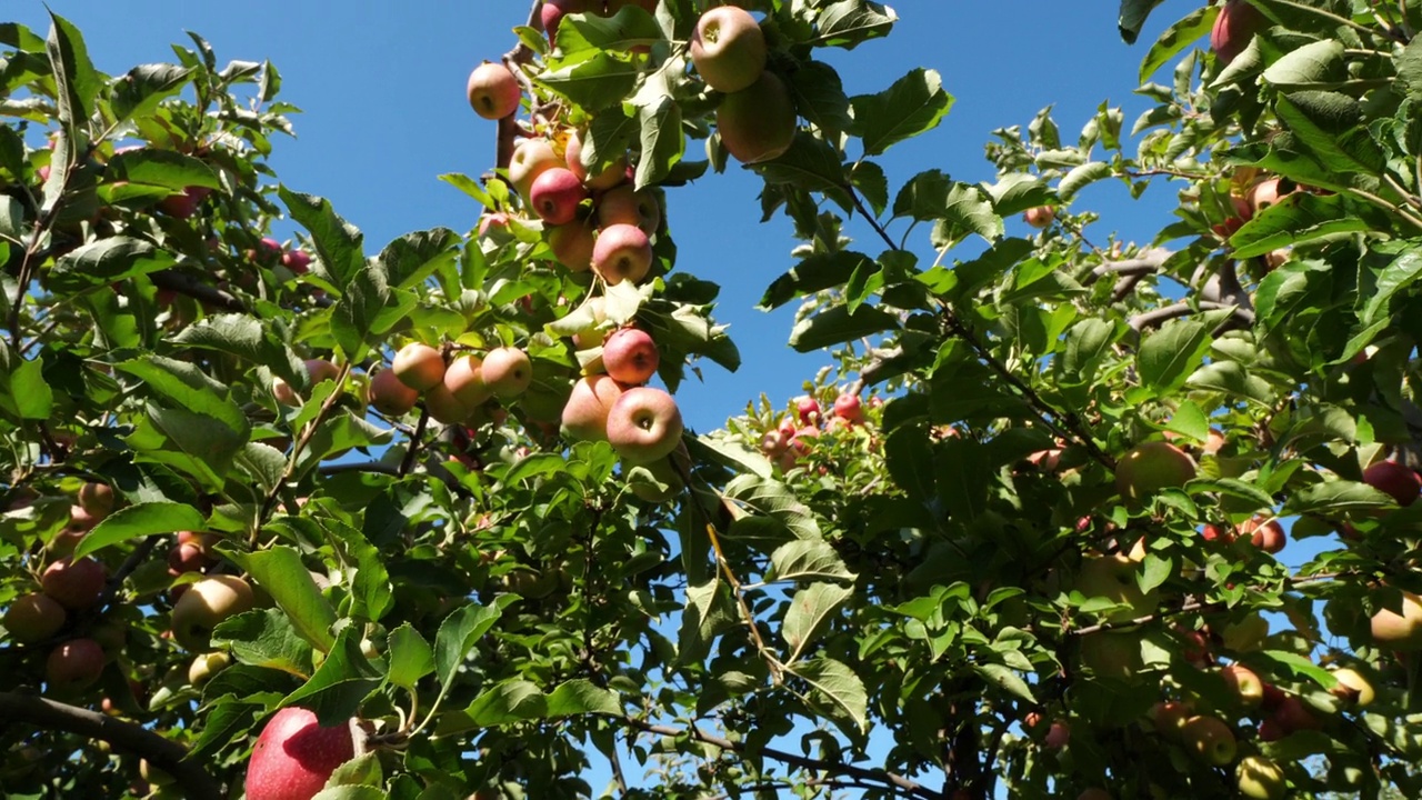 克里普斯粉红色。果园苹果树，欧西坦人，法国视频素材