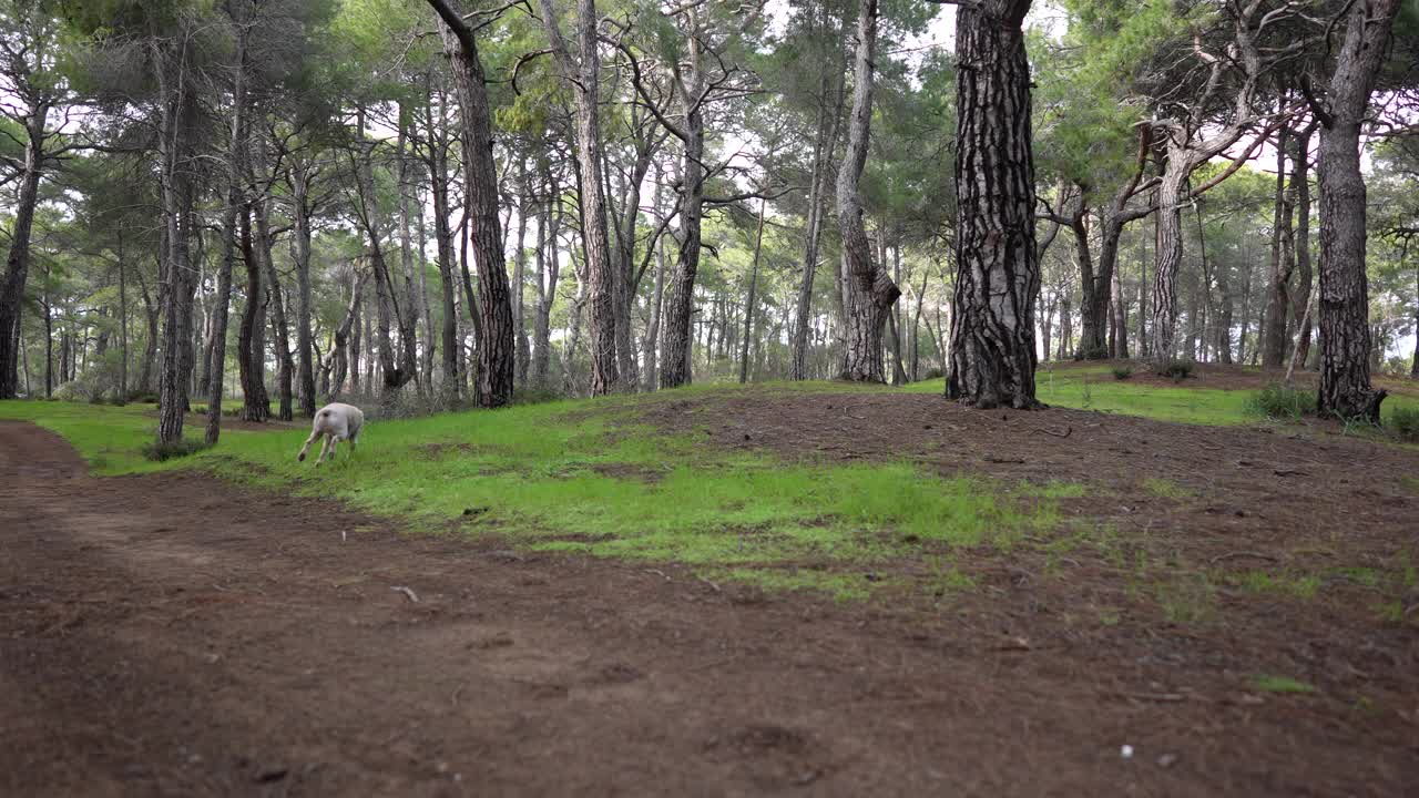 慢镜头:小男孩和他的金毛猎犬在树林里玩耍奔跑。视频素材