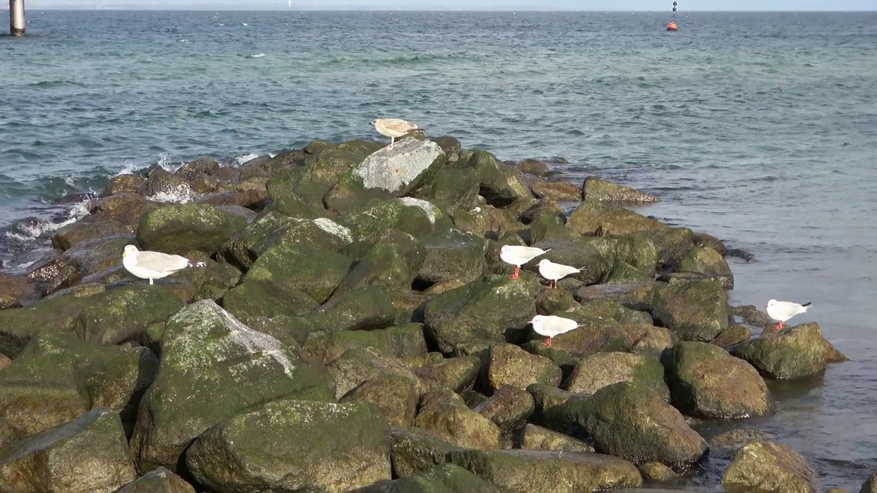 在波涛汹涌的波罗的海海滩上，海鸥们坐在防波堤上。视频素材