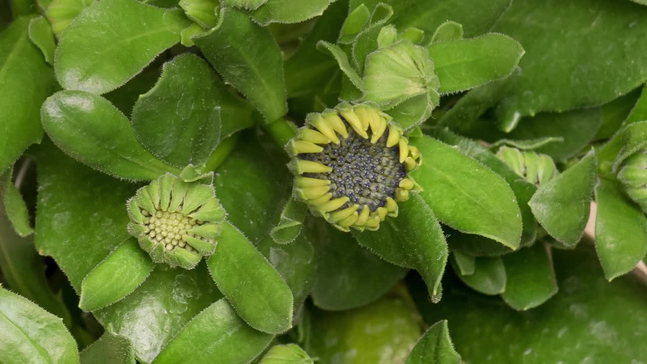 定时开花的骨草花视频素材