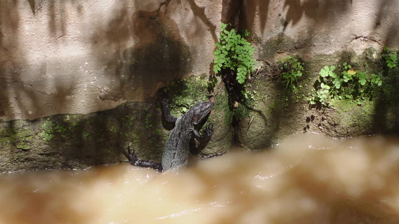 鬣蜥附在墙上，试图逃离水流视频素材