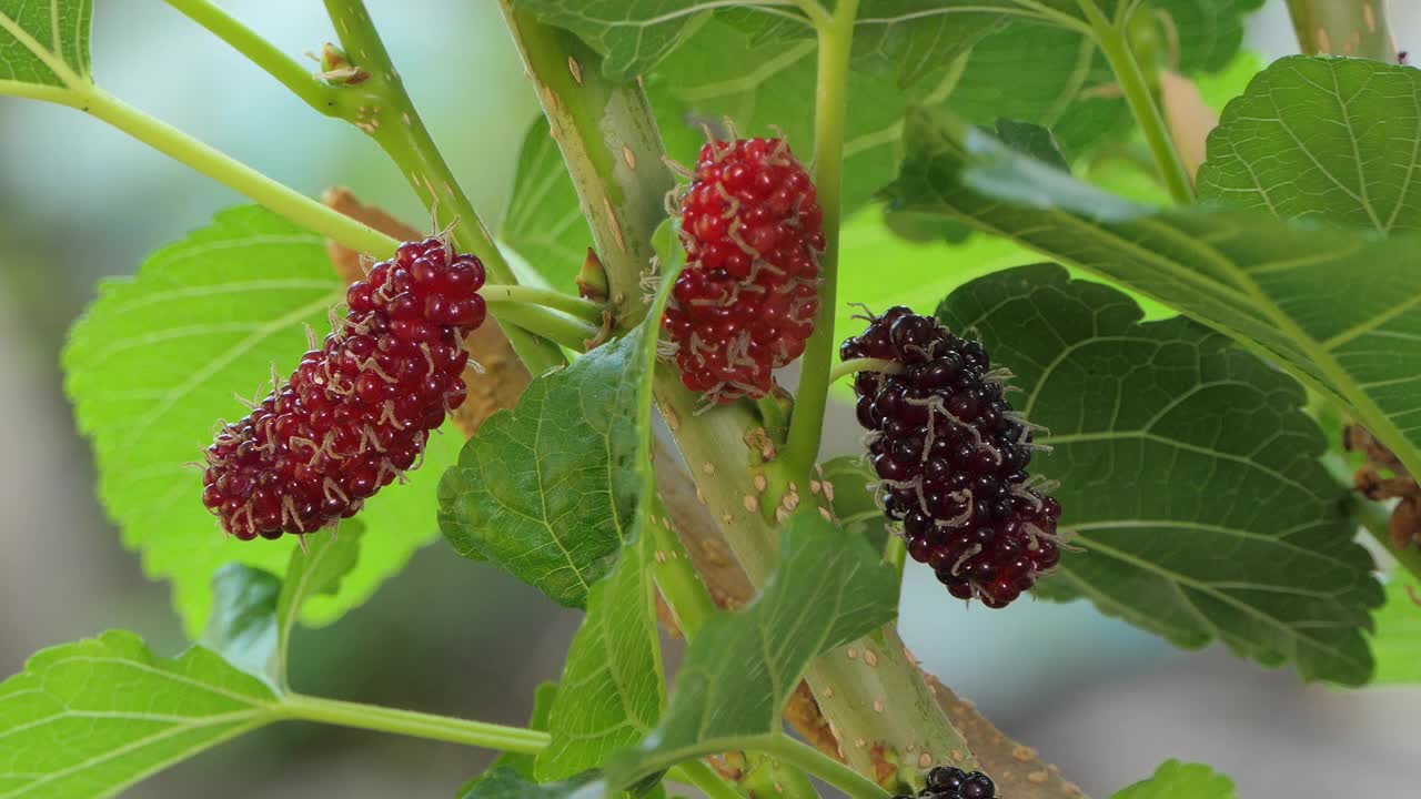 有机种植的新鲜桑树。视频素材