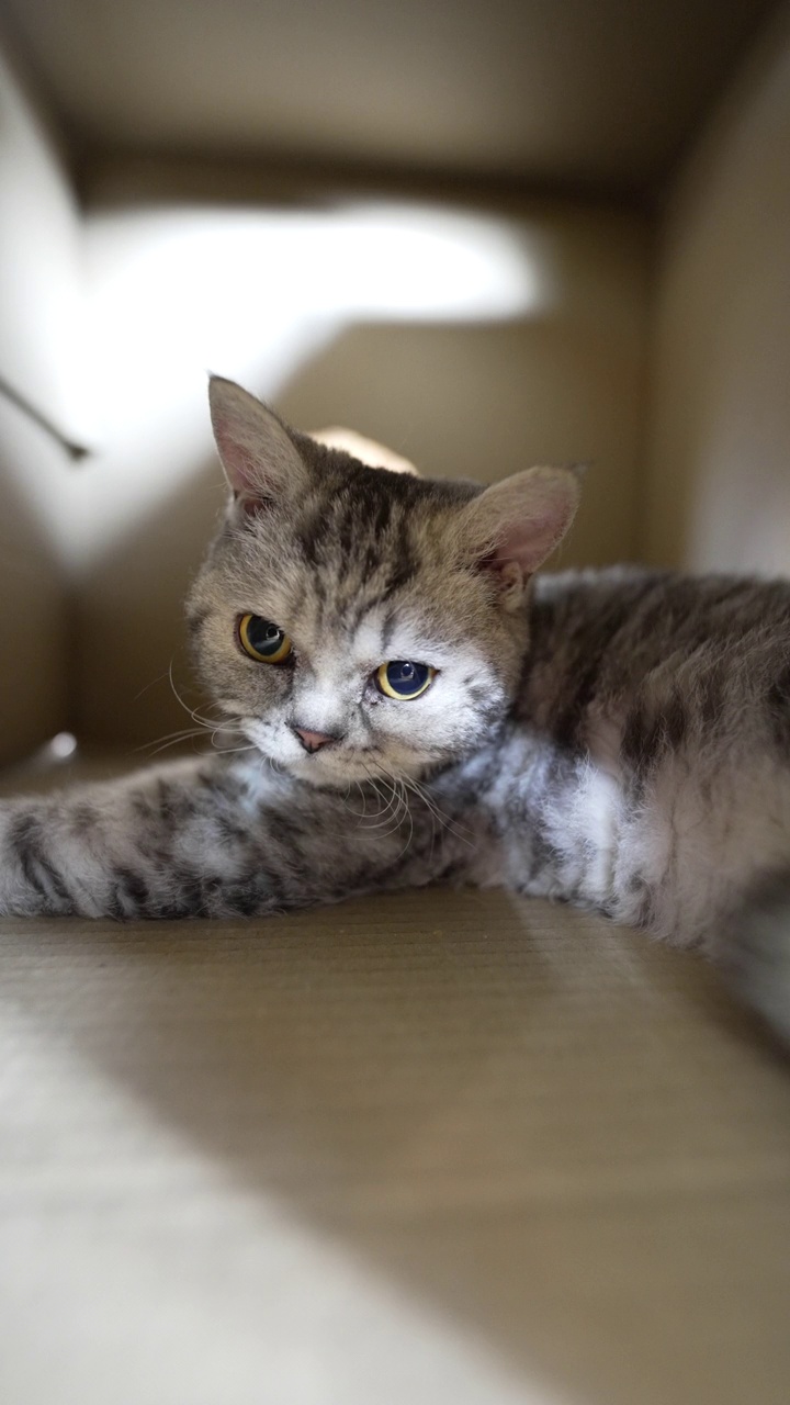 一只纯面包Selkirk Rex 7个月大的小猫叫Luna视频素材