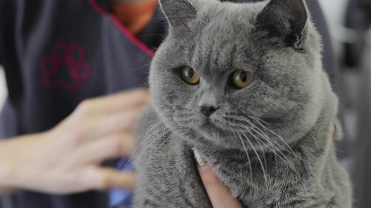 女人给英国短毛猫梳头的特写视频素材