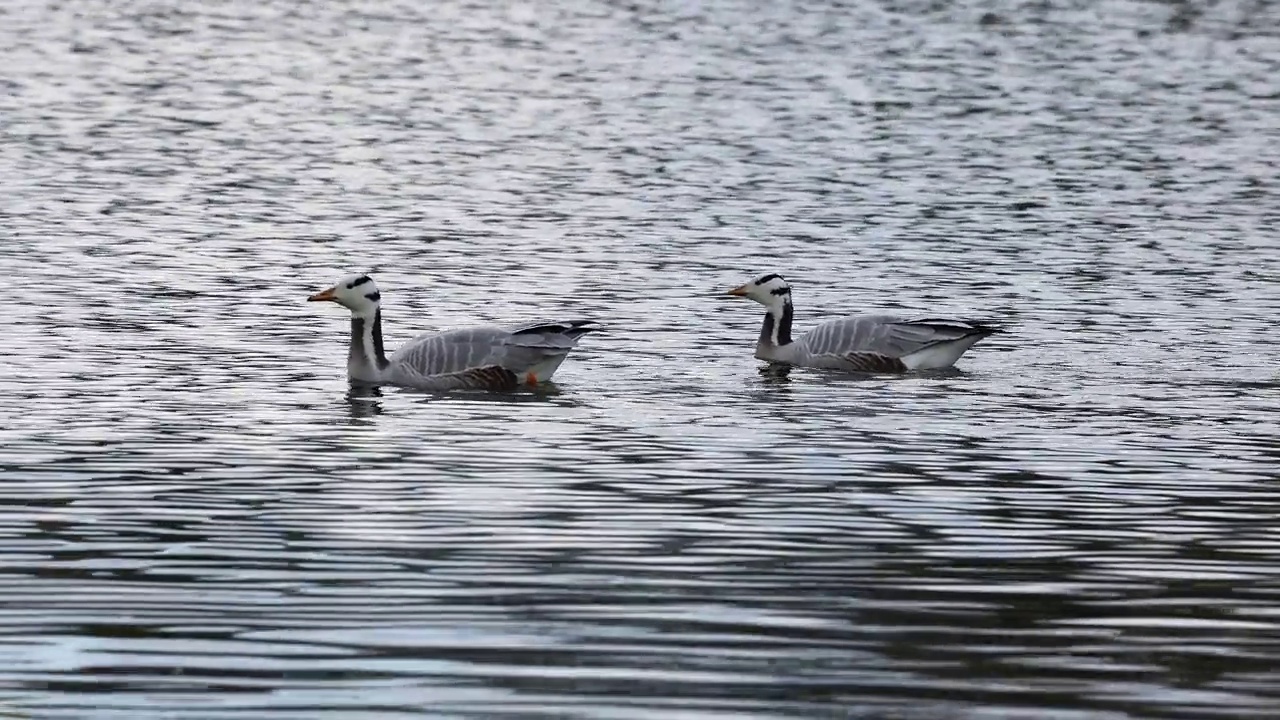 Bar-headed goose, Anser indicus是世界上最高的飞鸟之一，见于德国慕尼黑的英国花园视频素材