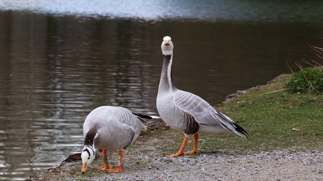 Bar-headed goose, Anser indicus是世界上最高的飞鸟之一，见于德国慕尼黑的英国花园视频素材