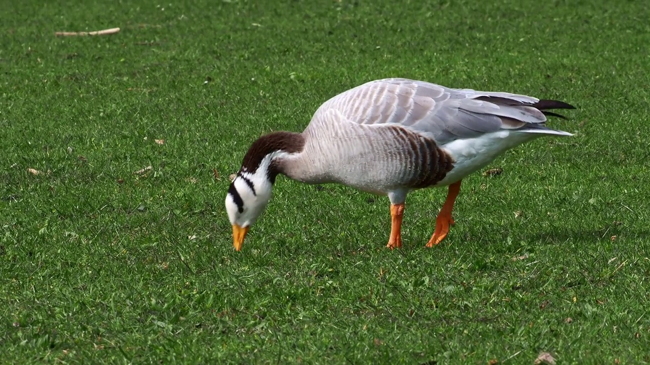 Bar-headed goose, Anser indicus是世界上最高的飞鸟之一，见于德国慕尼黑的英国花园视频素材