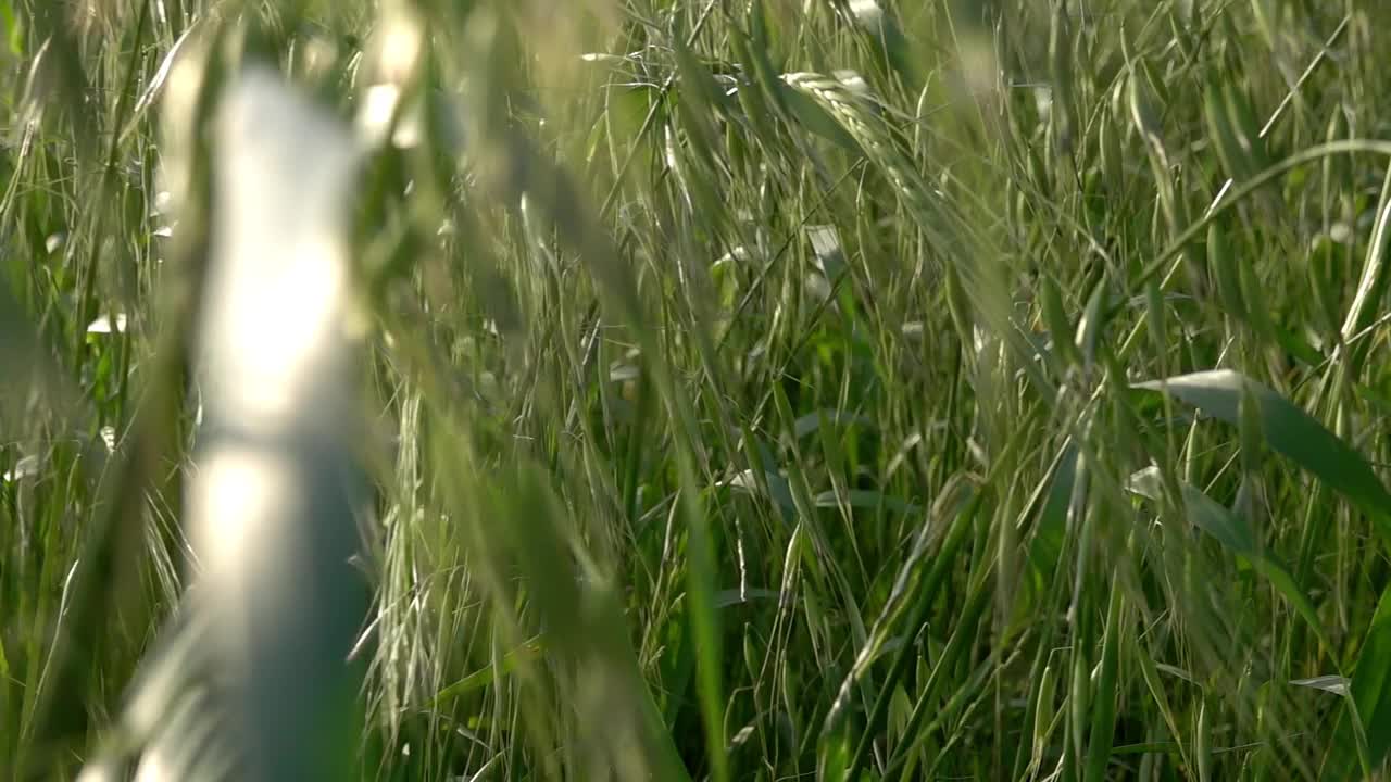 大麦和草在风中摇曳视频素材