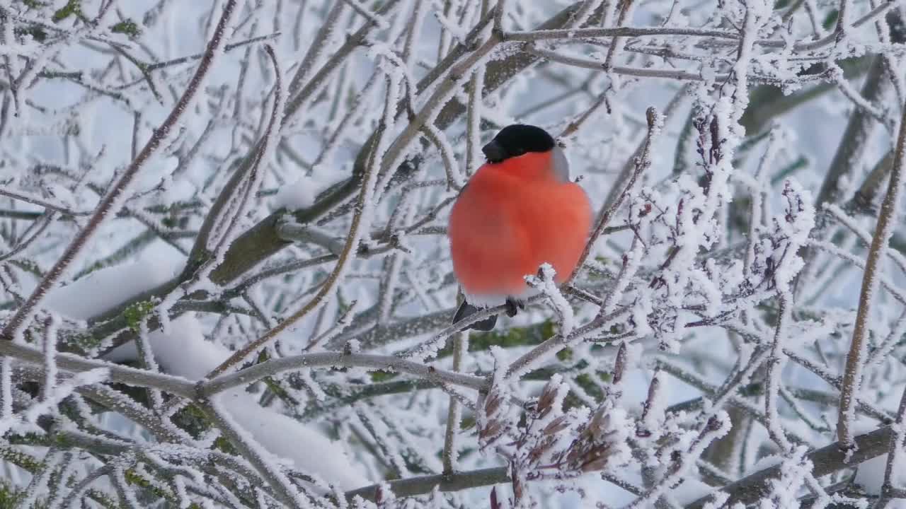 一只红腹灰雀从积雪的树枝上飞起。视频素材