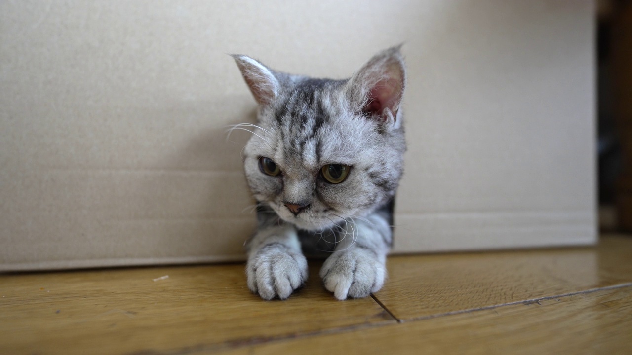 一只纯面包Selkirk Rex 7个月大的小猫叫Luna视频素材