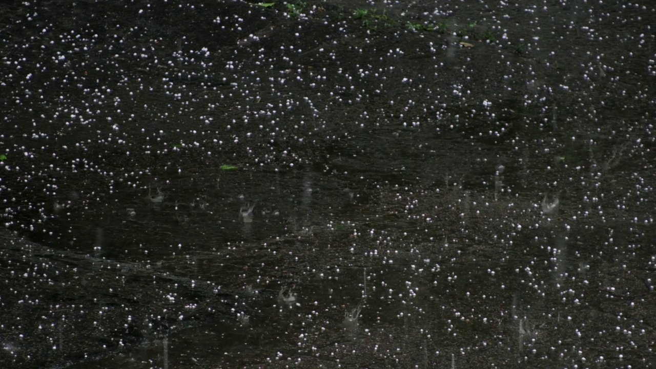 下得很大的冰雹。夏天的雨和冰雹。自然灾难。飓风中的绿枝。雹冰球。大雨中人行道上的水坑。大雨夹杂着雪和冰雹视频素材