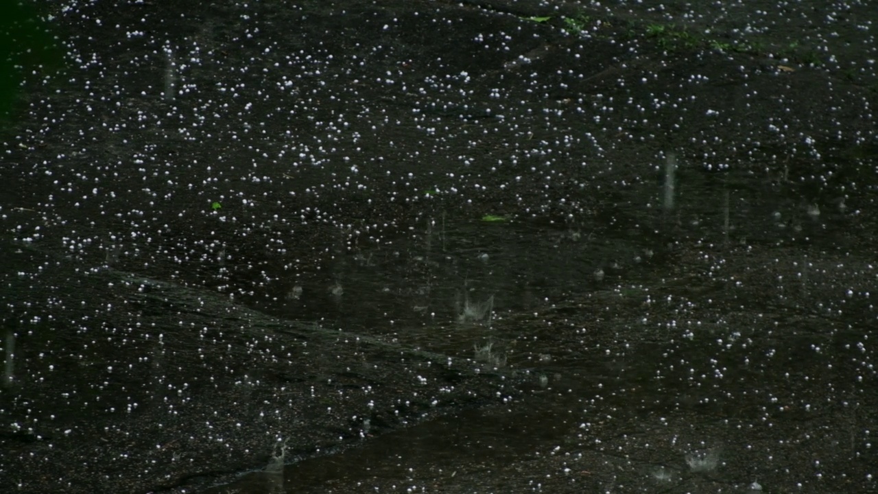 下得很大的冰雹。夏天的雨和冰雹。自然灾难。飓风中的绿枝。雹冰球。大雨中人行道上的水坑。大雨夹杂着雪和冰雹视频素材