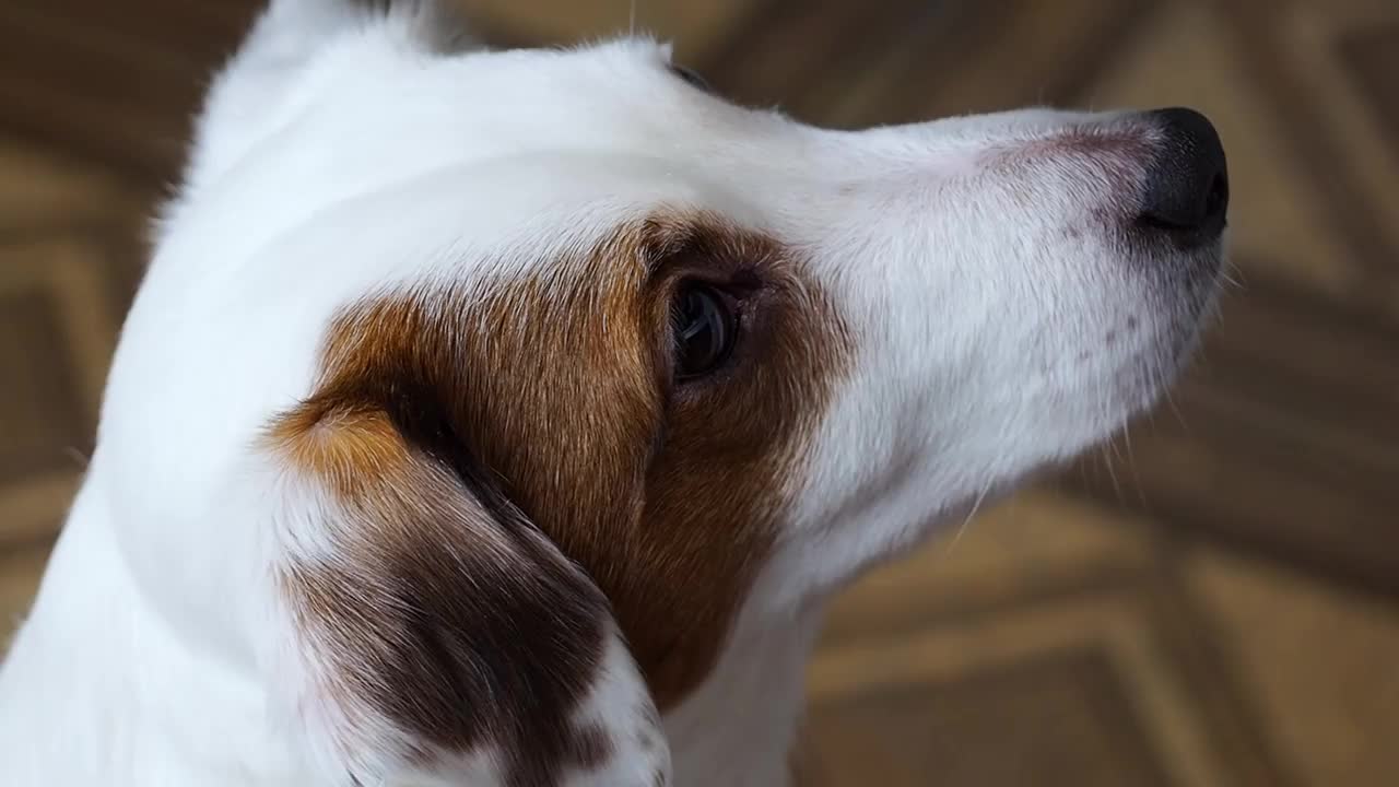 一只好看的杰克罗素犬的特写。视频素材