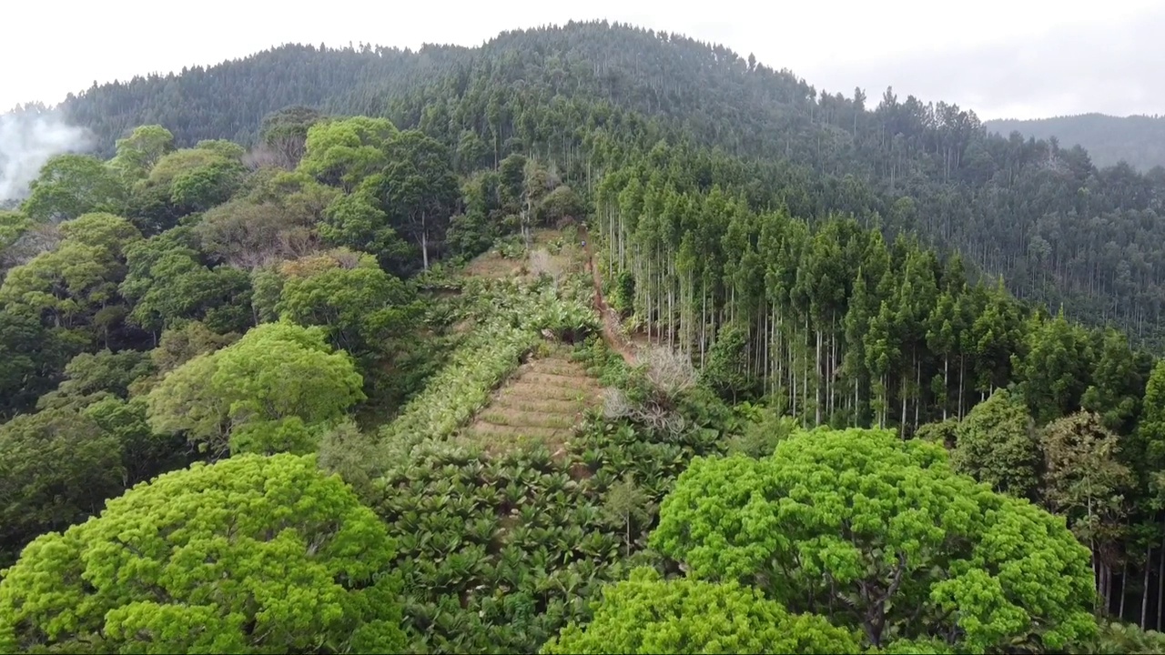 鸟瞰图热带森林与山脉的背景视频素材