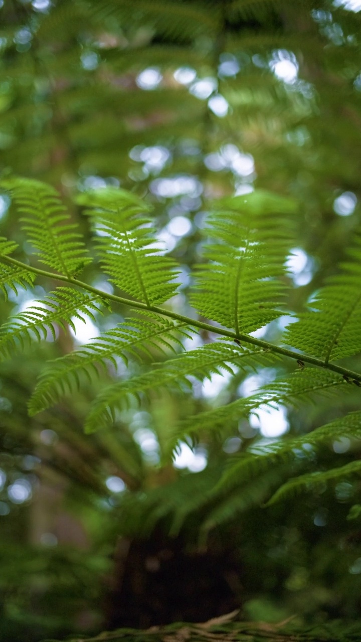 蕨类植物的叶子视频素材