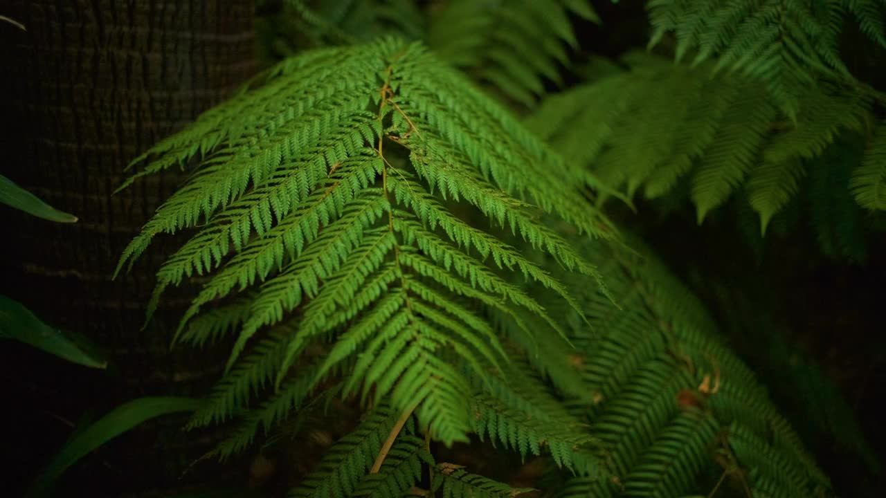 蕨类植物的叶子视频素材