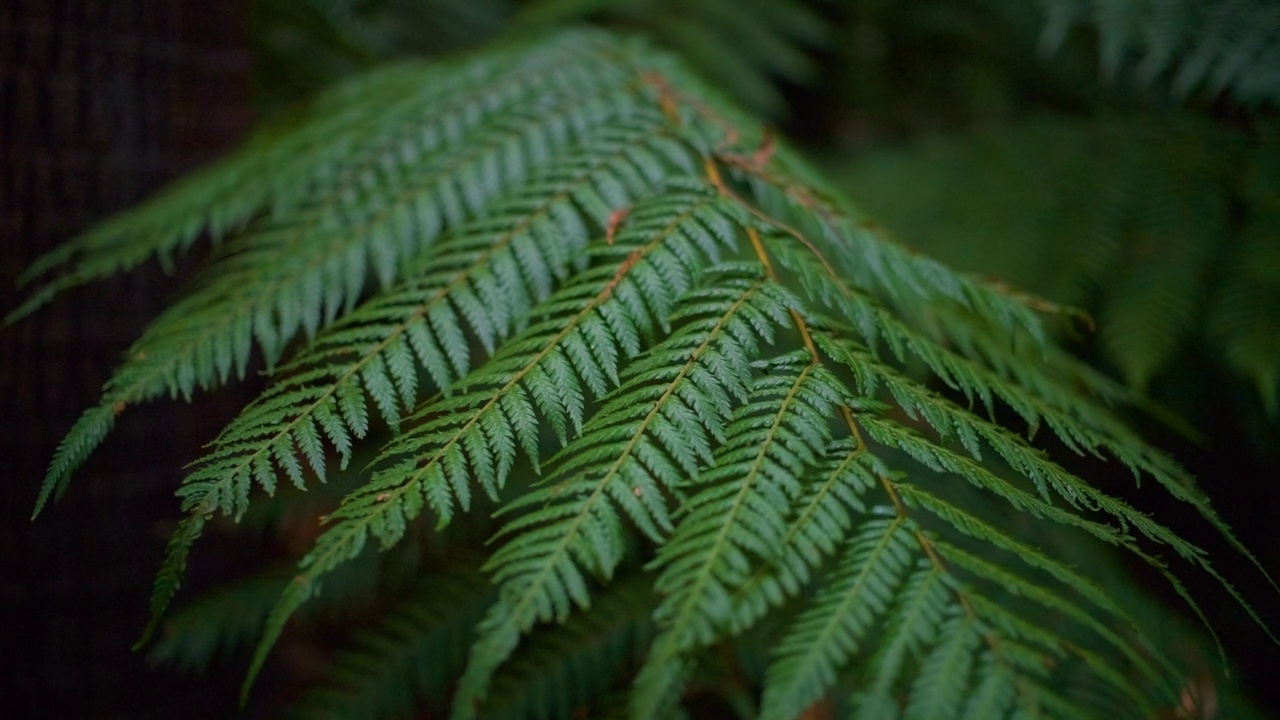 蕨类植物的叶子视频素材