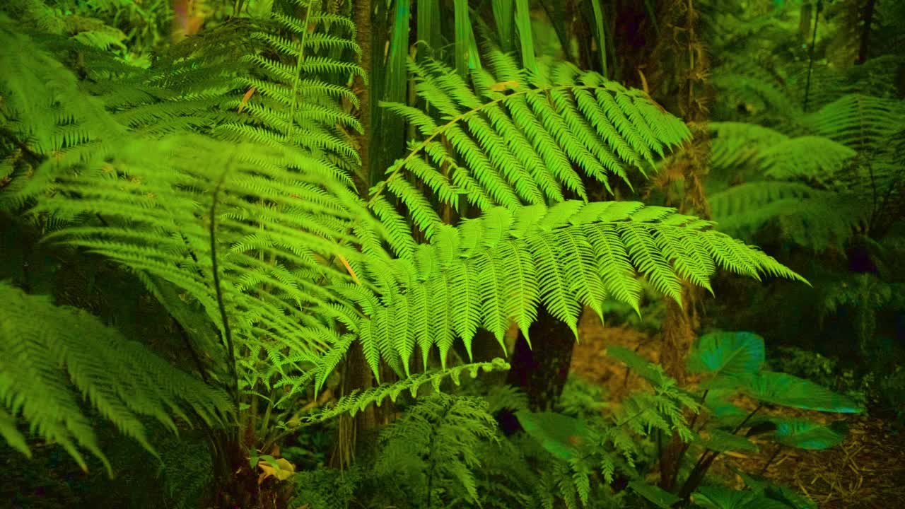 蕨类植物的叶子视频素材