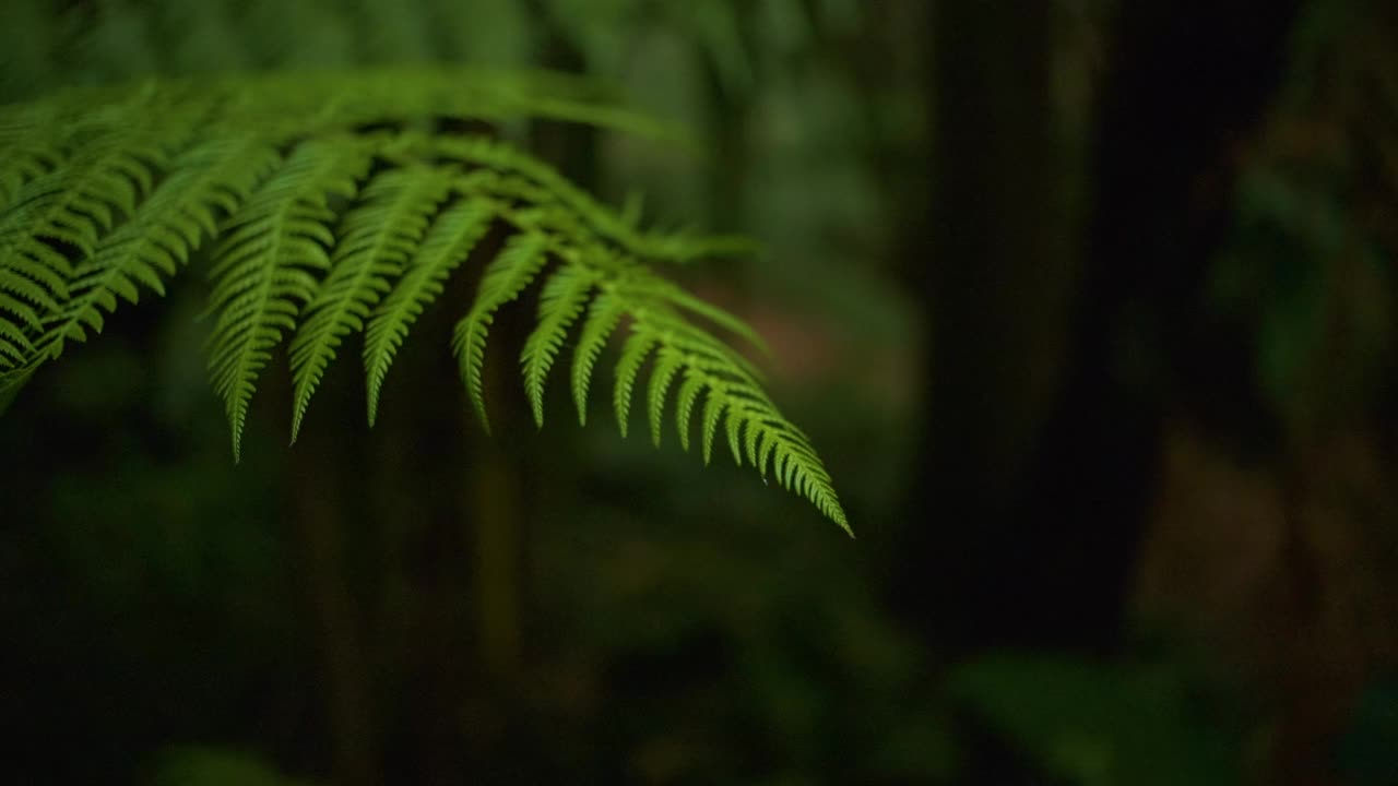 蕨类植物的叶子视频素材