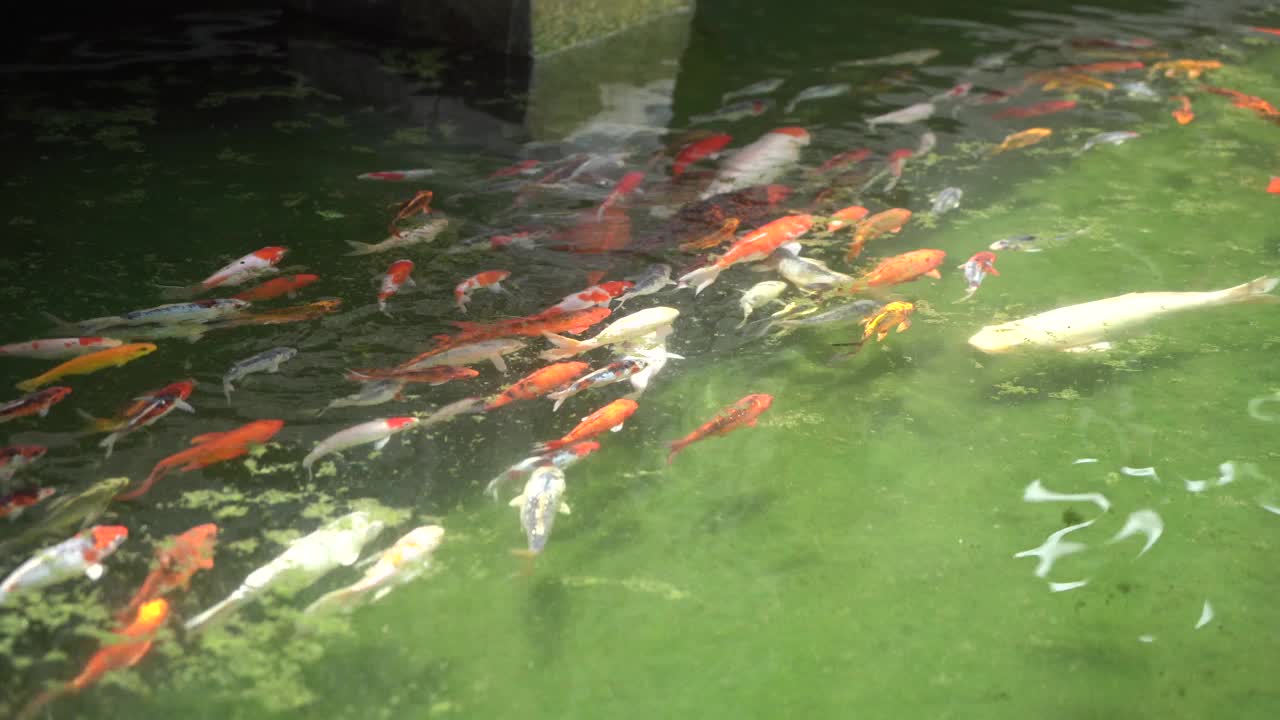 锦鲤在池塘里游来游去，欣赏着五彩缤纷的自然美景视频素材