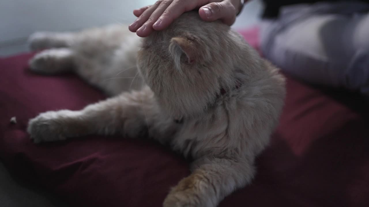 女人抚摸着她的猫视频素材