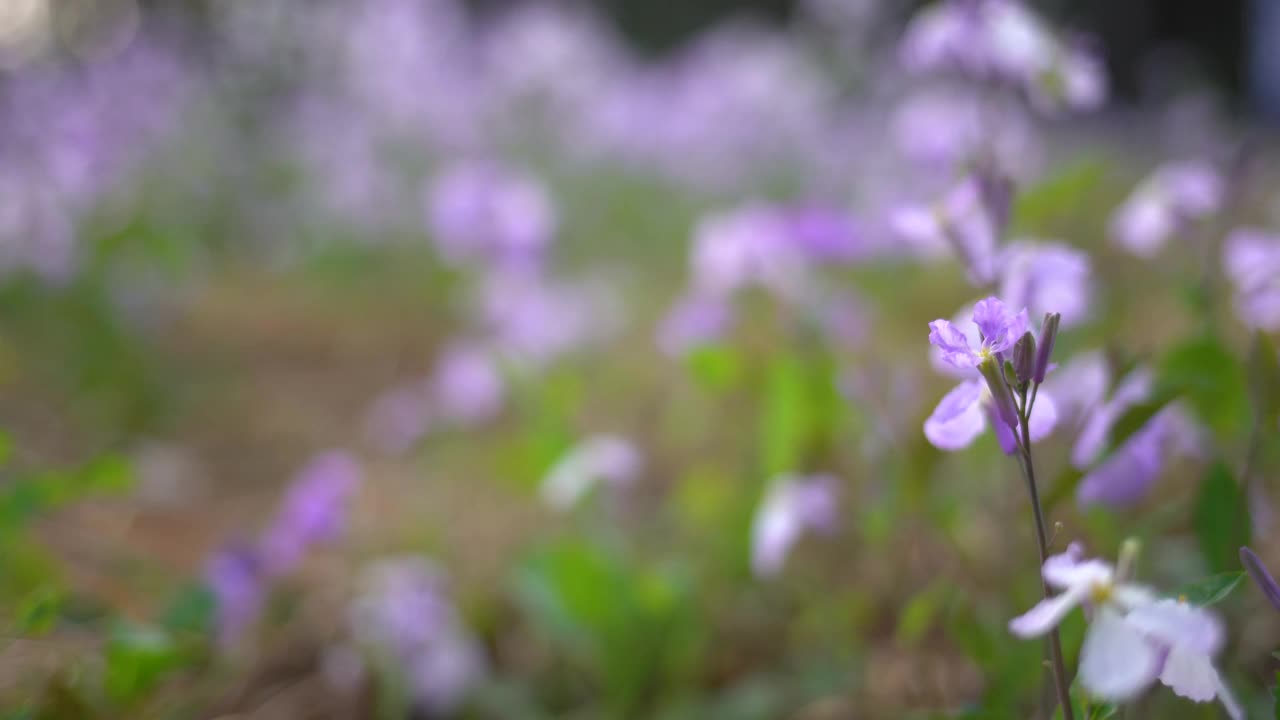 春天的野花在风中摇曳视频素材