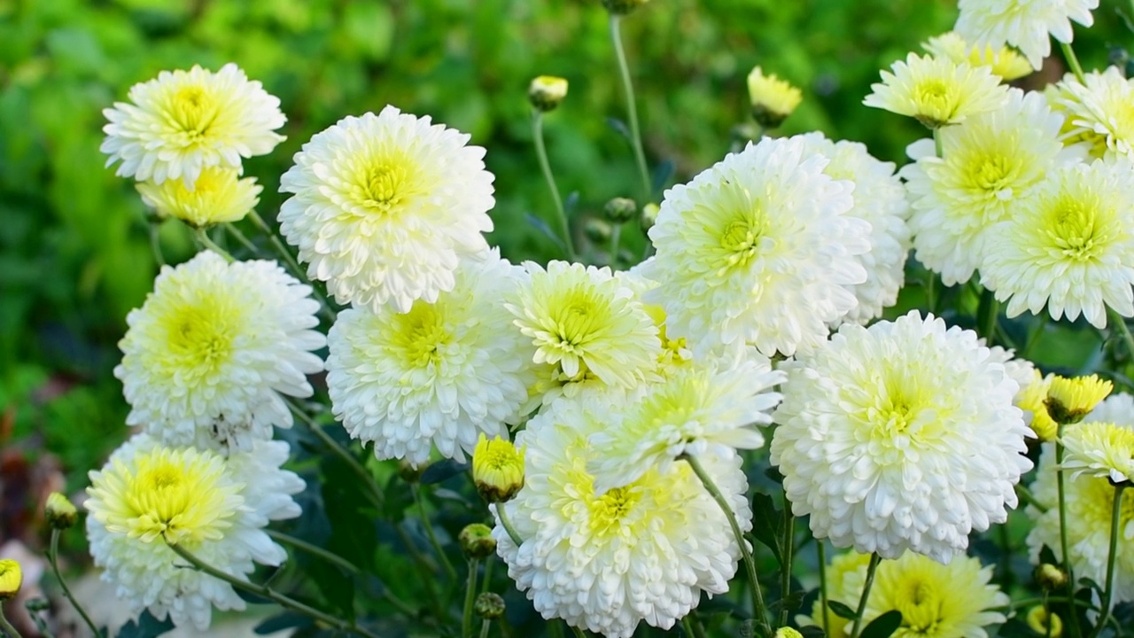 秋园里菊花开花。菊花koreanum。背景是盛开的菊花。菊花水平。视频下载