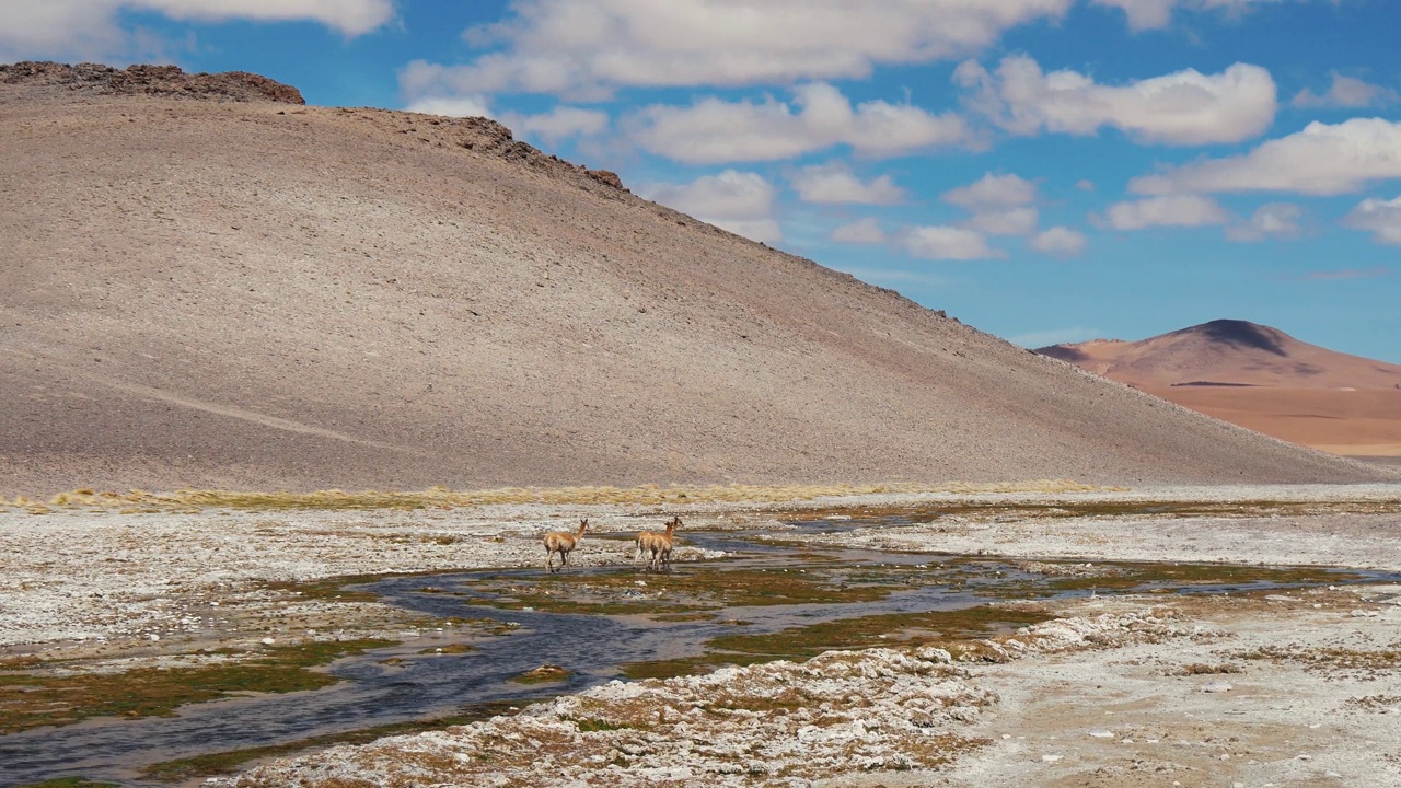 沙漠山脉景观与小溪和一组Vicuñas视频素材