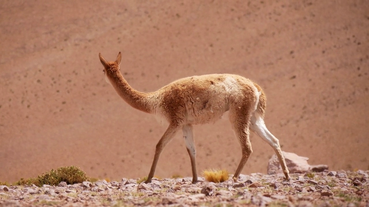 一个年轻的Vicuña在干旱的沙漠地区散步和放牧视频素材