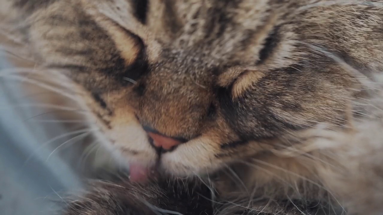 懒懒的毛茸茸的猫在洗爪子的特写。视频素材