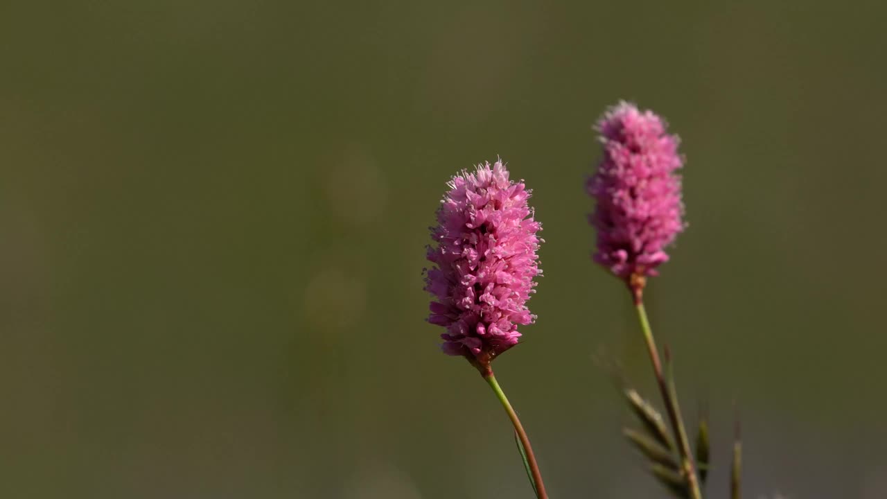 粉红色的花在模糊的背景在4K分辨率视频素材