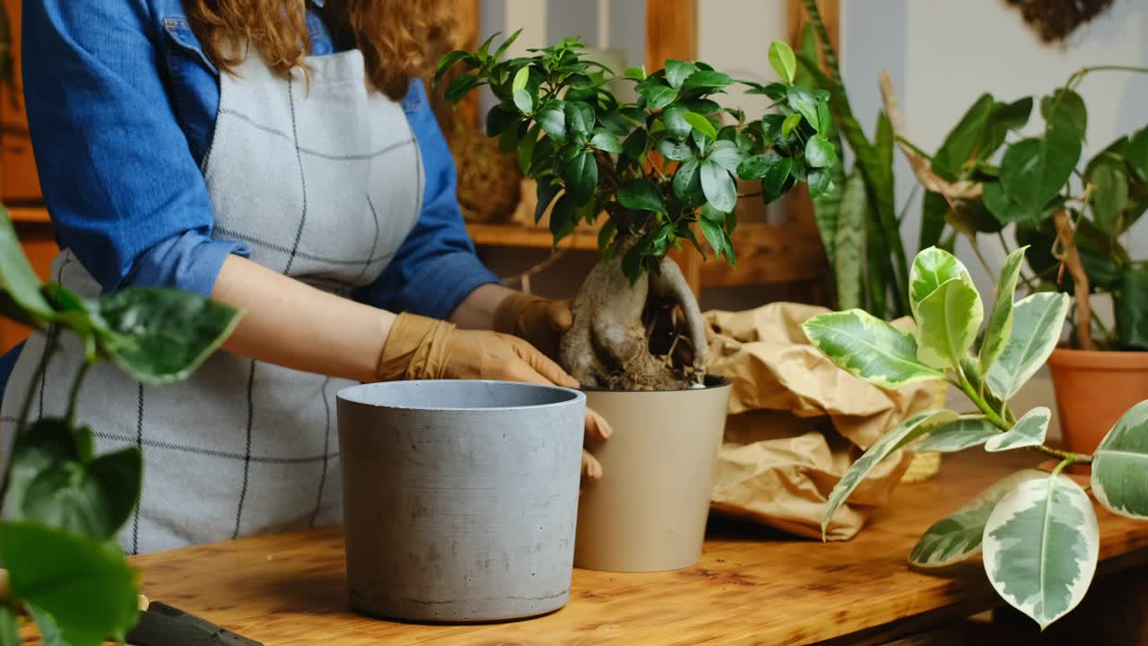 年轻女子正在移植无花果人参盆景树视频素材