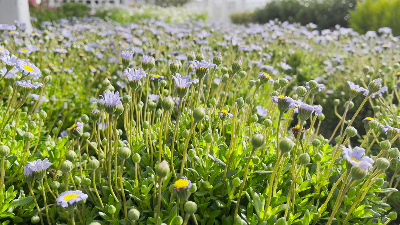 蓝雏菊草地视频素材