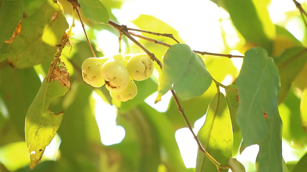 近距离观看玫瑰苹果果视频素材